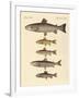 Kinds of Trouts-null-Framed Giclee Print