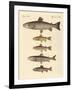 Kinds of Trouts-null-Framed Giclee Print