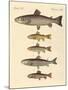 Kinds of Trouts-null-Mounted Giclee Print