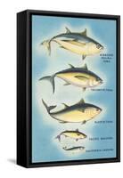 Kinds of Tuna Fish-null-Framed Stretched Canvas