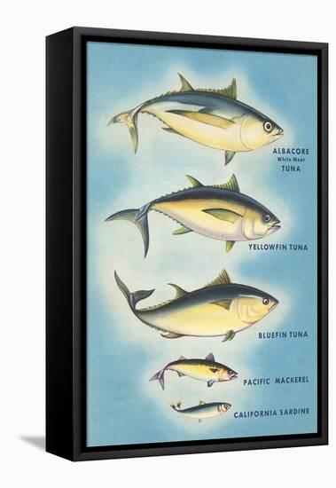 Kinds of Tuna Fish-null-Framed Stretched Canvas