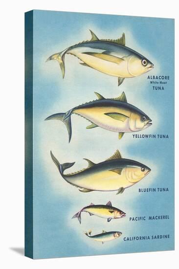 Kinds of Tuna Fish-null-Stretched Canvas