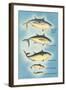 Kinds of Tuna Fish-null-Framed Art Print