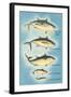Kinds of Tuna Fish-null-Framed Art Print