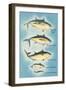 Kinds of Tuna Fish-null-Framed Art Print