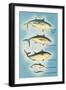 Kinds of Tuna Fish-null-Framed Art Print