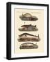 Kinds of Whales-null-Framed Giclee Print