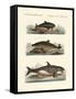 Kinds of Whales-null-Framed Stretched Canvas