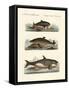 Kinds of Whales-null-Framed Stretched Canvas