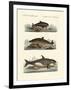 Kinds of Whales-null-Framed Giclee Print