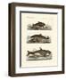 Kinds of Whales-null-Framed Premium Giclee Print