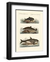 Kinds of Whales-null-Framed Premium Giclee Print