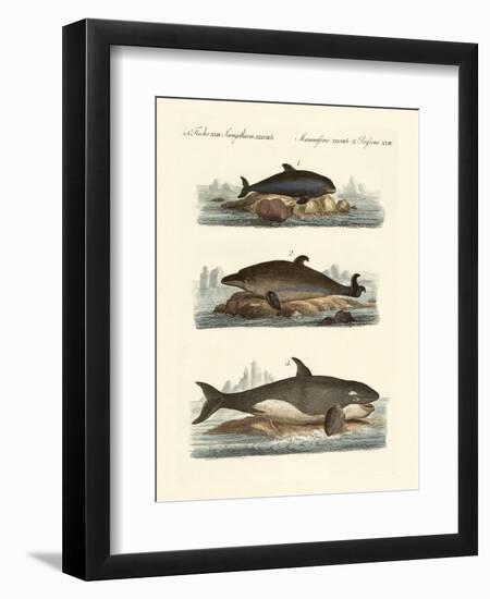 Kinds of Whales-null-Framed Premium Giclee Print