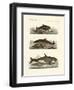 Kinds of Whales-null-Framed Premium Giclee Print