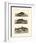 Kinds of Whales-null-Framed Premium Giclee Print