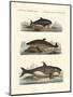 Kinds of Whales-null-Mounted Premium Giclee Print