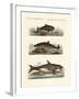 Kinds of Whales-null-Framed Giclee Print