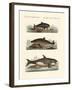 Kinds of Whales-null-Framed Giclee Print