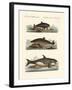 Kinds of Whales-null-Framed Giclee Print