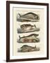 Kinds of Whales-null-Framed Giclee Print