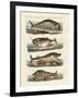 Kinds of Whales-null-Framed Giclee Print