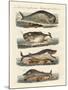 Kinds of Whales-null-Mounted Giclee Print