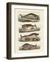 Kinds of Whales-null-Framed Giclee Print