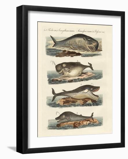 Kinds of Whales-null-Framed Giclee Print