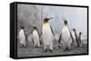 King and Gentoo Penguins on South Georgia Island-null-Framed Stretched Canvas