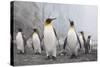 King and Gentoo Penguins on South Georgia Island-null-Stretched Canvas