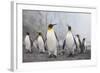 King and Gentoo Penguins on South Georgia Island-null-Framed Photographic Print