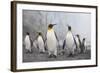 King and Gentoo Penguins on South Georgia Island-null-Framed Photographic Print