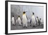 King and Gentoo Penguins on South Georgia Island-null-Framed Photographic Print