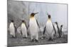 King and Gentoo Penguins on South Georgia Island-null-Mounted Photographic Print