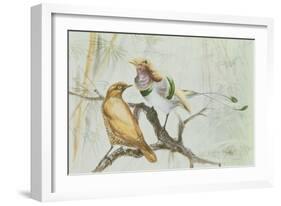King Bird of Paradise, 1909-Edward Adrian Wilson-Framed Giclee Print