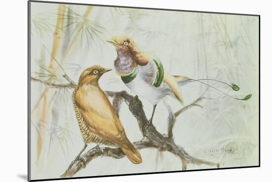 King Bird of Paradise, 1909-Edward Adrian Wilson-Mounted Giclee Print