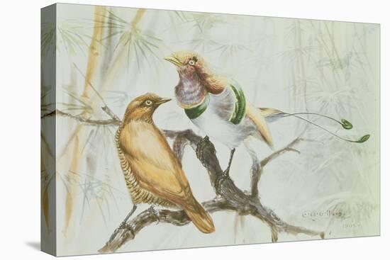 King Bird of Paradise, 1909-Edward Adrian Wilson-Stretched Canvas
