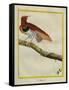 King Bird-Of-Paradise-Georges-Louis Buffon-Framed Stretched Canvas