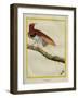 King Bird-Of-Paradise-Georges-Louis Buffon-Framed Giclee Print