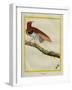 King Bird-Of-Paradise-Georges-Louis Buffon-Framed Giclee Print