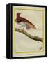 King Bird-Of-Paradise-Georges-Louis Buffon-Framed Stretched Canvas