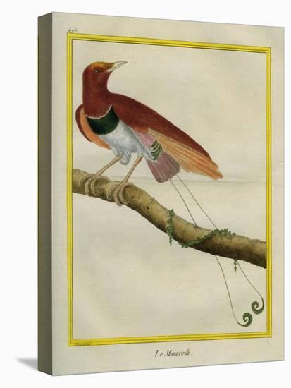 King Bird-Of-Paradise-Georges-Louis Buffon-Stretched Canvas