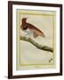 King Bird-Of-Paradise-Georges-Louis Buffon-Framed Giclee Print