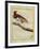 King Bird-Of-Paradise-Georges-Louis Buffon-Framed Giclee Print