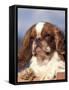 King Charles Cavalier Spaniel Adult Portrait-Adriano Bacchella-Framed Stretched Canvas