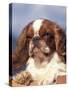 King Charles Cavalier Spaniel Adult Portrait-Adriano Bacchella-Stretched Canvas