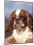 King Charles Cavalier Spaniel Adult Portrait-Adriano Bacchella-Mounted Photographic Print