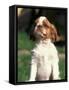 King Charles Cavalier Spaniel Puppy Portrait-Adriano Bacchella-Framed Stretched Canvas