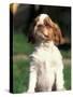 King Charles Cavalier Spaniel Puppy Portrait-Adriano Bacchella-Stretched Canvas