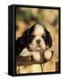 King Charles Cavalier Spaniel Puppy Portrait-Adriano Bacchella-Framed Stretched Canvas